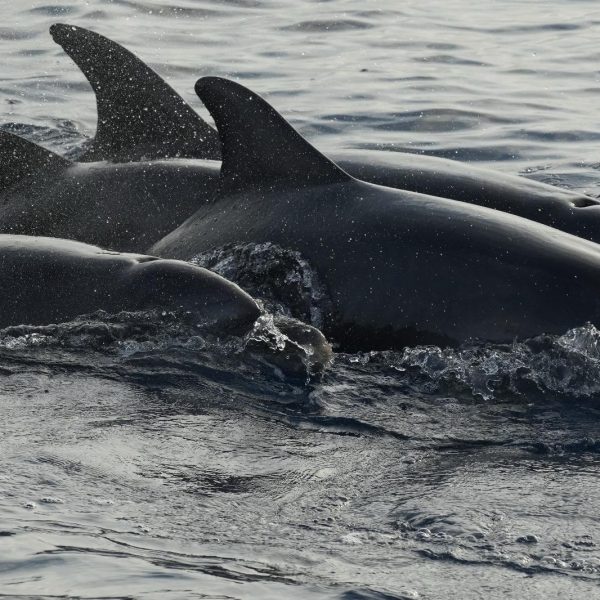 Long-finned pilot whale (Globicephala melas)