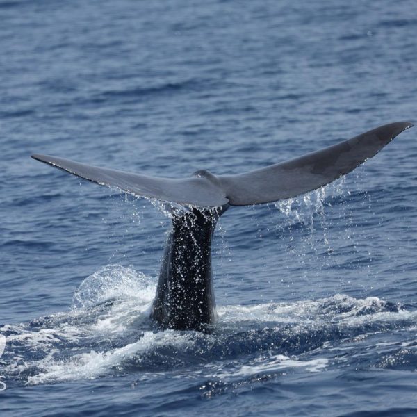 Sperm whale (Physeter macrocephalus)