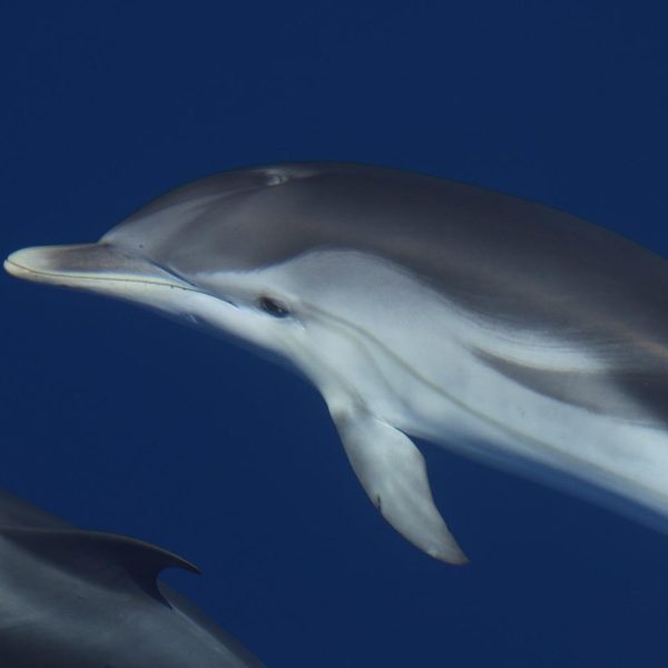 Striped dolphin (Stenella coeruleoalba)