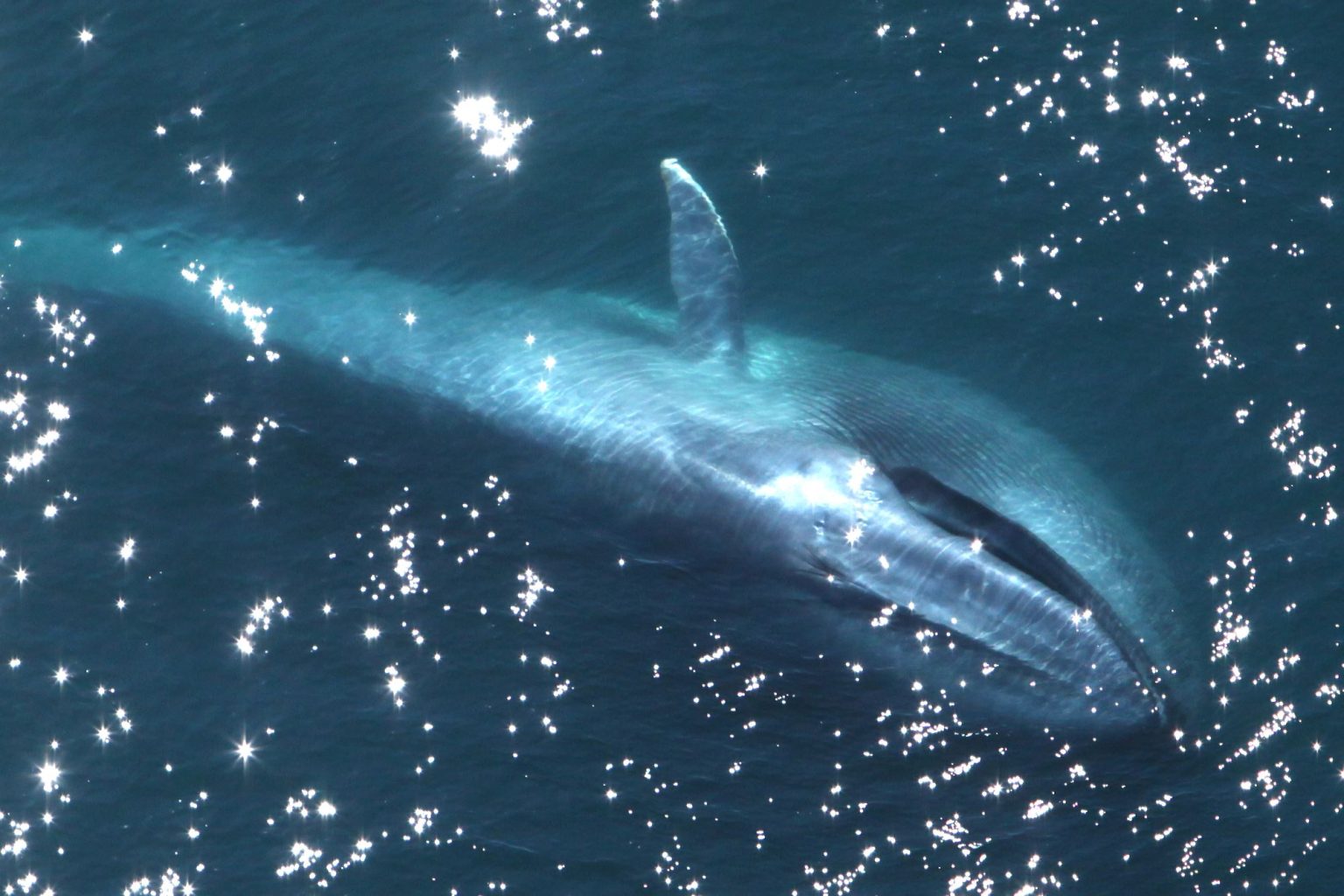 Blue whale (Balaenoptera musculus)