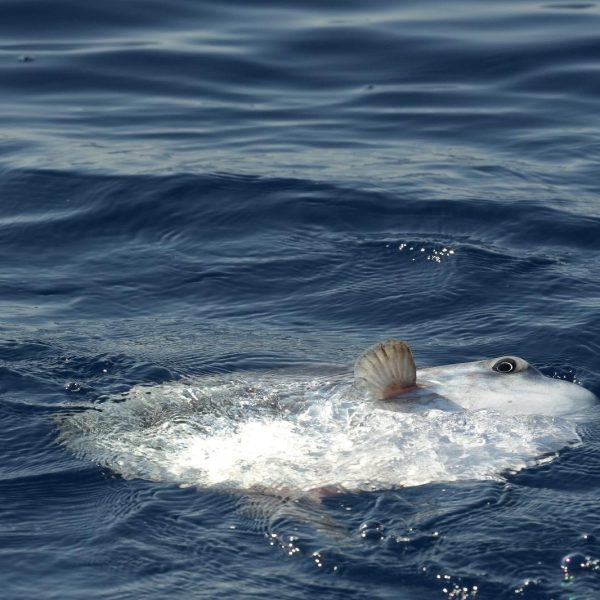 Sun fish (Mola mola)
