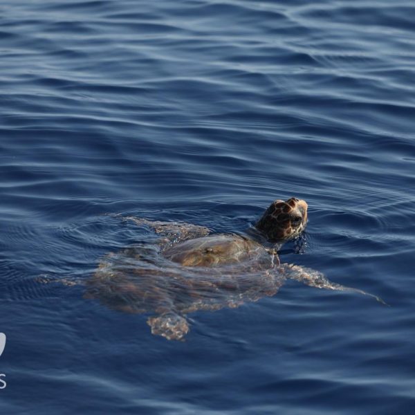 The loggerhead sea turtle (Caretta caretta) 