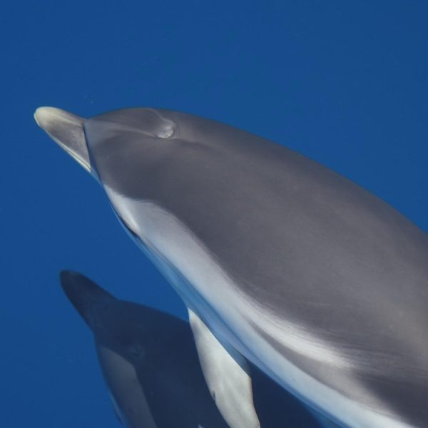 Striped dolphin (Stenella coeruleoalba)
