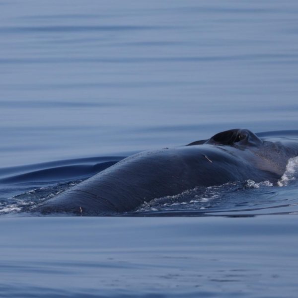 Fin whale (Balaenoptera physalus)