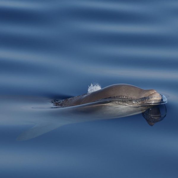 Cuvier's beaked whale, goose-beaked whale, or ziphius (Ziphius cavirostris)