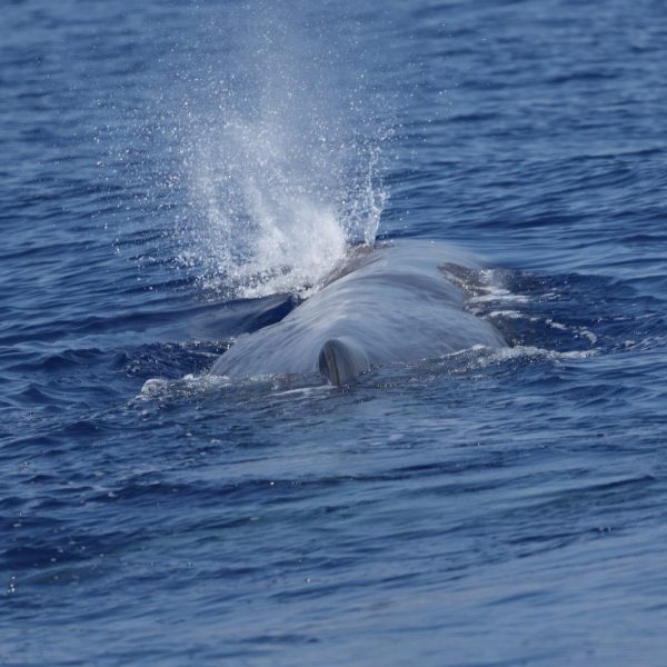 The sperm whale or cachalot (Physeter macrocephalus)