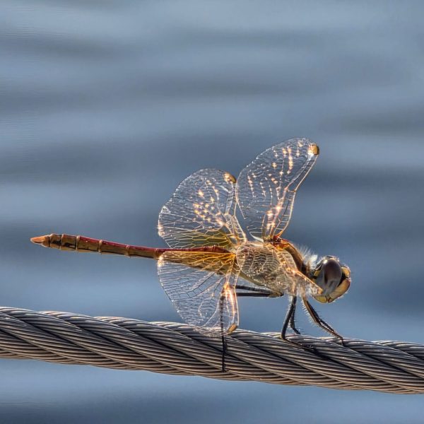 Dragonfly