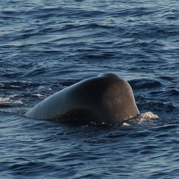 The sperm whale or cachalot (Physeter macrocephalus)