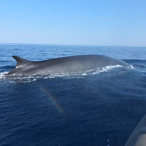 Fin whale (Balaenoptera physalus)